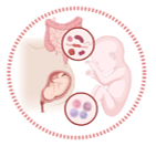 Perinatal Immunology Lab